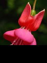 گوشواره